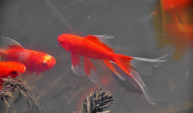 周轉箱養魚靠譜嗎?怕漏水看這里