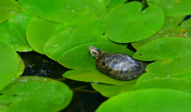 養龜周轉箱買白色還是藍色？它顏色的秘密是？